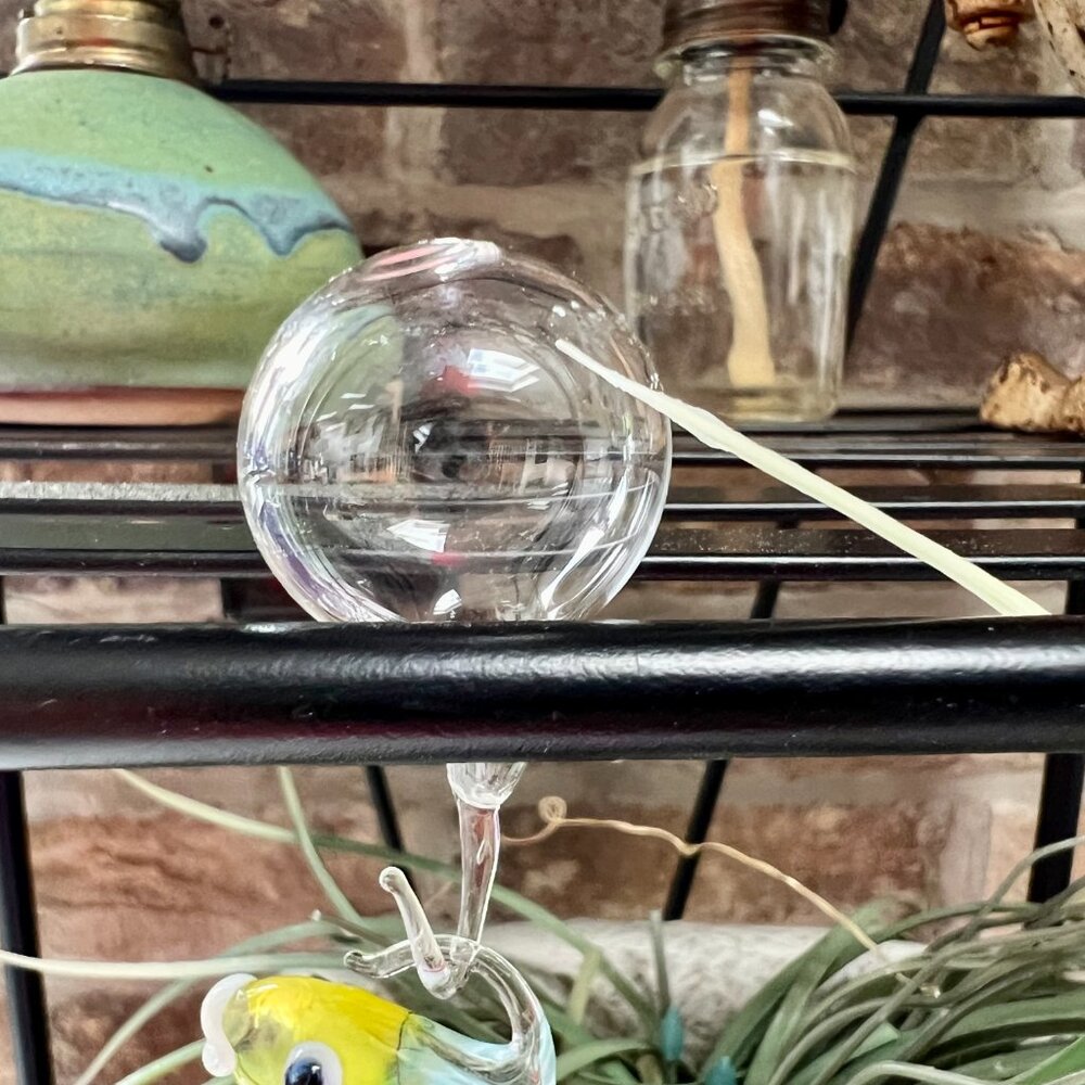 Amazing Floating Glass Fish - Picture 6 of 9